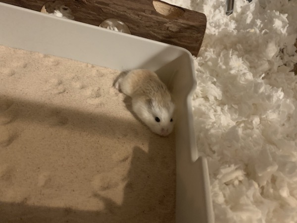hamster cage